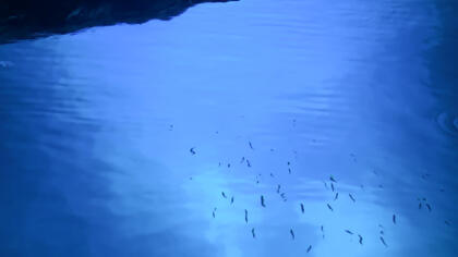 Special shades of blue in the Blue cave on Bisevo island
