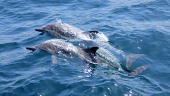 two-dolphins-swimming